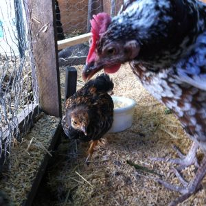 Motherly love, with Dottie, the golden Wyandotte, colors just changing