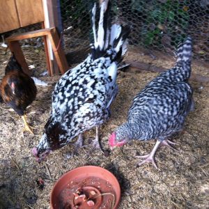 Dottie, Tac and Rockette(became Rocket the rooster!)
