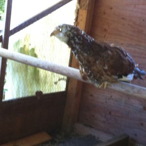 New Pullet, Olga, the Russian Orloff, about 5 months old