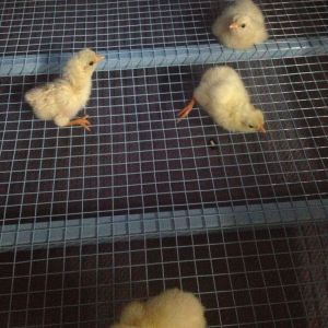 Moved a few of the Pearl White Leghorns into the new brooder from GQF!! Beautifull little fluffballs