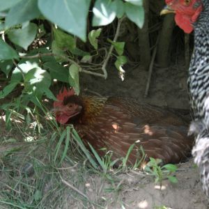 Welsummer Dust Bathing