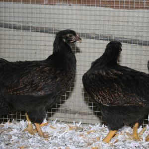 Barnvelder Hens (8 weeks)