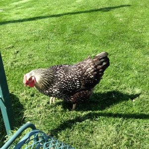 Mollie, my Silver Laced Wyandotte, not so friendly, hard to catch, but when she is on her perch and you pick her up, she is a sweetheart.