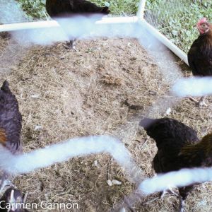 marans