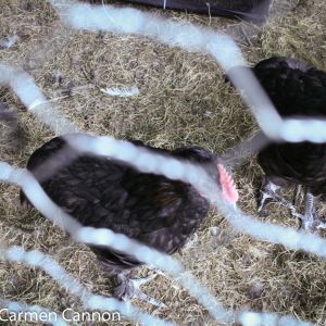 marans
