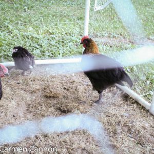 marans