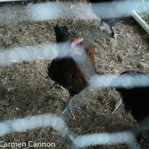 marans