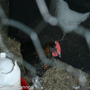 marans