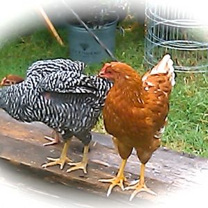 Nugget & Ethel