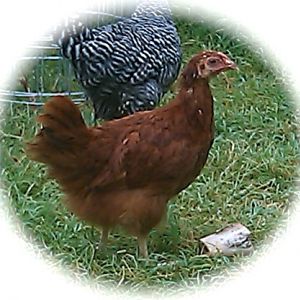 Lucy - my New Hampshire Red 19wks.  She sneaks into my kitchen by way of the doggie door in search of a hot dog, her favorite treat and possibly to take a break from the Texas heat!  Unfortunately for me, a few of the other chickens have caught on to what's behind door number 1!