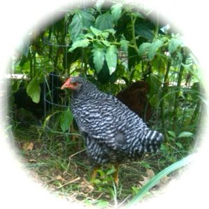 Nugget & the rest of the gals have acquired a taste for anything growing in my garden.  Next year the garden will be fence off, but I suspect any vegetable in a neck's reach will disappear!