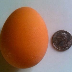 Ethel's 1st egg @ 19 wks