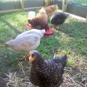 Game of Thrones Chickens
Renly, John Snow, Tyrion, Jaime, Cersei & Gendry