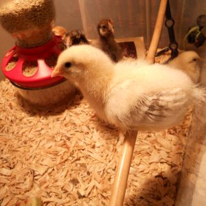 Brahma chick