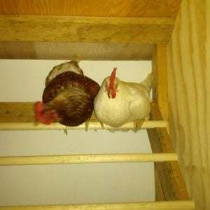 *Faith & Pearl - 1st night in the Hen mansion