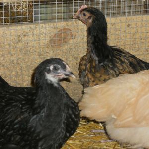 brown/goldish chick:  lemon cuckoo orpington/lavender orpington mix