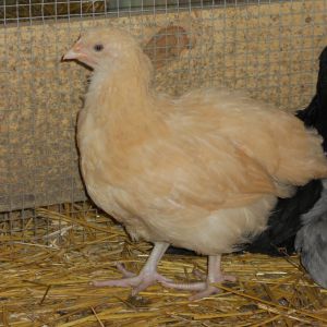 lemon cuckoo orpington/buff orpington mix