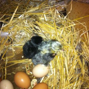 Our 3 chicks from 8 eggs...