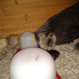 Tried to introduce another 7 chicks but mum only took to 1 of them, the other 6 will be coming in the house!!! Great!!!