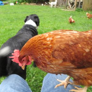 Our favorite hen Penny sitting on my lap.