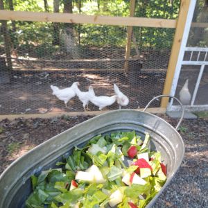 treat time, kale, apples, grapes