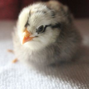 Ameraucana, 5-days old