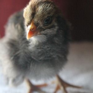 Ameraucana, 4-days old