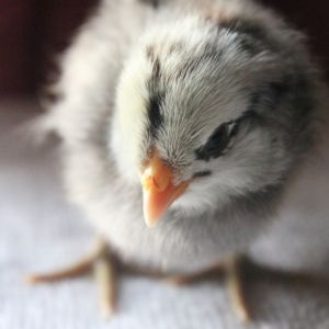 Ameraucana, 4-days old