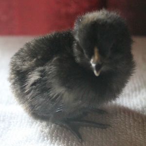 Ameraucana, 5-days old