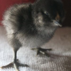 Ameraucana, 4-days old