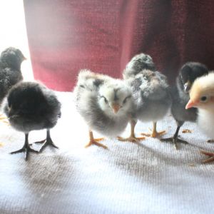 Hatched, 4-5 day old chicks, 8/8-9/2013