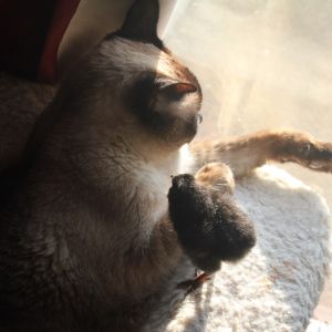 2-day old Ameraucana with 16-yo Siamese