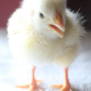 Mystery Chick from hatching egg from McMurray Hatchery, 4-days old  (suspect it is White Rock)