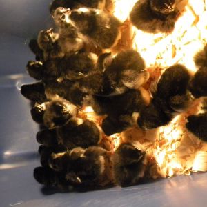 Australorp chicks getting ready to be sexed out.