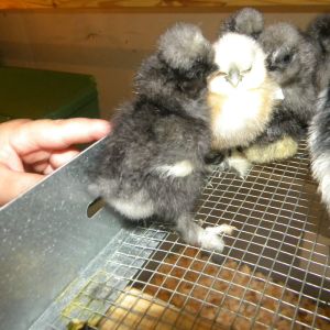 Silkie baby