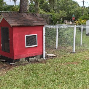 This is my Chicken Coop
"The RED CHICK INN"