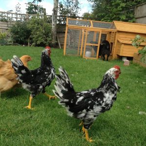 Geoffrey, Zen and Biscuit