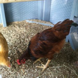 Hen or rooster