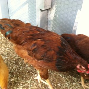 Hen or rooster
