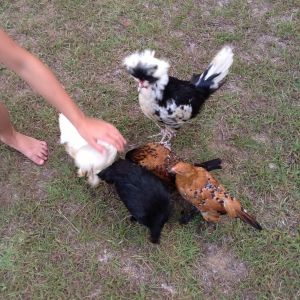 Magellan, Q-Tip, Penny, Pretty Boy and Ellie