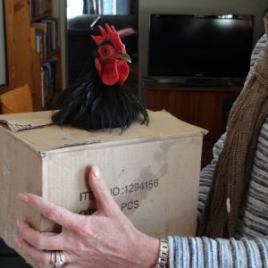 Black Pekin Rooster. Showing his face.
