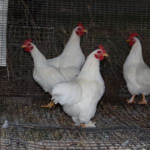 Young Pekin Bantams. The feathered feet still to come.