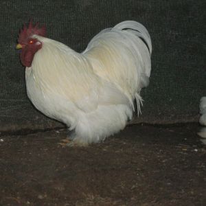 White Pekin
