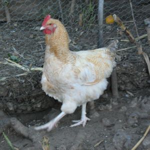 young rooster