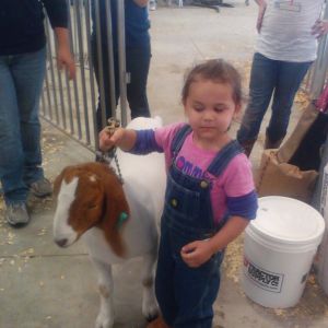 cheyenne at the fair with the goat...