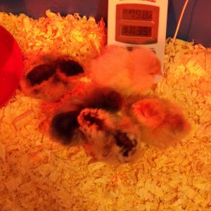 new babies day 2