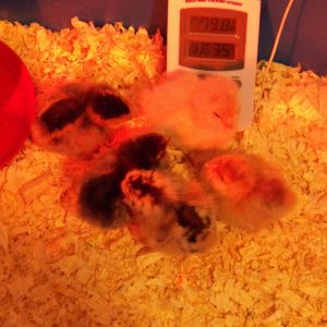 new babies day 2
