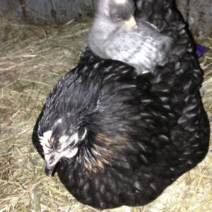 A oops between our Delaware and our bantam Cochin. She went broody so we indulged her and now she has a beautiful blue baby.