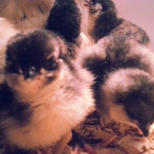 ameraucana bantams