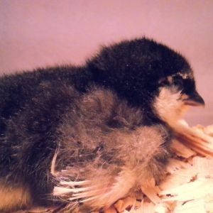 ameraucana bantams